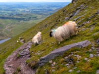Carrantuohill